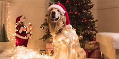 Dog wearing a Christmas hat with fairy lights wrapped around their body. Behind the dog is a Christmas tree. The dog looks very happy and relaxed